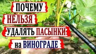 🍇 Пасынки винограда УДАЛЯТЬ или НЕТ?  Как правильно и без ОШИБОК пасынковать виноград?