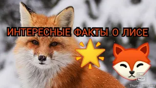 ИНТЕРЕСНЫЕ ФАКТЫ О ЛИСЕ