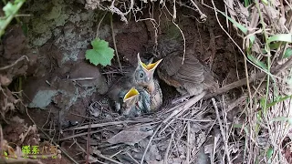 The parasitic bird voluntarily left the nest and never came back寄居的小鸟主动离开了鸟窝，再也没有回来过