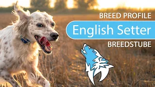 ► English Setter Breed [2020] Temperament & Training