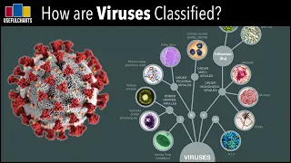 How are Viruses Classified?