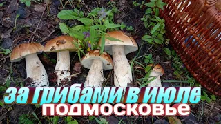 За белыми грибами в Подмосковье 2019 июль)))