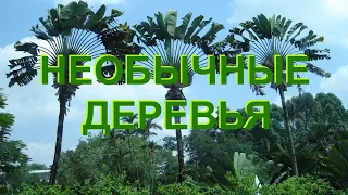 Необычные деревья