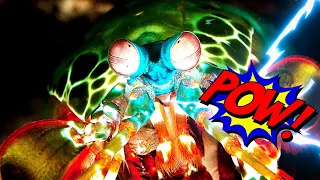 🦐 MANTIS SHRIMP ─ Will Snap Your Finger in One Punch 🦐