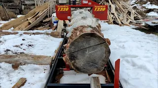 Salvaged Pine on the Sawmill