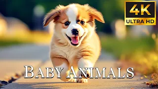 CUTE BABY ANIMALS 4K ~ Healing Harmony Music for the Heart and Blood Vessels, Relaxation