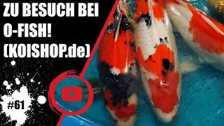 Koiteichblog [61] ★ Zu Besuch bei der O-Fish GmbH (Koishop.de)