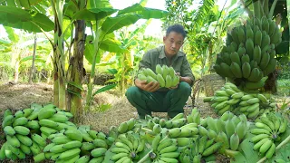 Harvest bananas and bring them to the market, buy automatic feeder for pig farm Ep 84