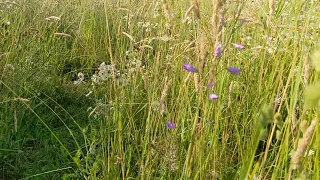 Rundgang artenreiche Blumenwiese als Hotspot-Zone und Auenherz Insektenoase IV im Hortus rusticus