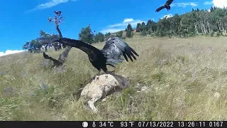 California condors fight eagle for a sheep carcass
