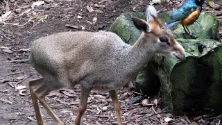 Dik-Dik Facts You’ll Never Forget