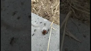 Колорадские жуки и красные муравьи