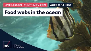 Food webs in the ocean | Ages 11-14  | AXA Coral Live 2021