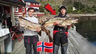 Angeln in Norwegen: Lofoten, gezielt auf Dorsch Seelachs und Rotbarsch!