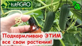 ЭТА ДЕШЕВАЯ ПОДКОРМКА ВСЕХ РАСТЕНИЙ ТВОРИТ ЧУДЕСА! Подкормите так сад и огород для большой ПОЛЬЗЫ!