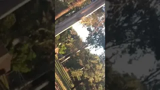 Yowie Caught In Daytime In Plain Sight (Dark Figure By Tree) Video 2