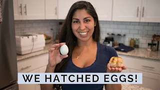 INCUBATING Eggs Start to Finish | How to Incubate Chicken Eggs Step by Step