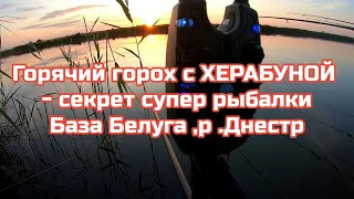 Горячий горох и ХЕРАБУНА секрет супер клёва КАРПА ,.База Белуга р.Днестр