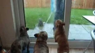 Serial French Bulldogs in The Window Cleaner is here!