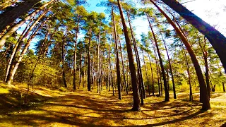 Ромашкинский лес.  FPV Drone Freestyle.