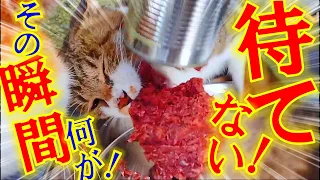 もう待てない！腹ペコ極限状態の野良猫達に餌を与えると、とんでもない光景が・・！