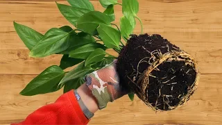 КАК ПЕРЕСАДИТЬ АНТУРИУМ 👉🌱 готовим грунт самостоятельно