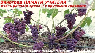 Виноград ПАМЯТИ УЧИТЕЛЯ -  радость глаз и вкуса (Пузенко Наталья Лариасовна)