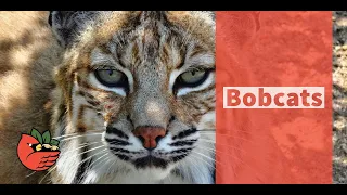 Bobcats