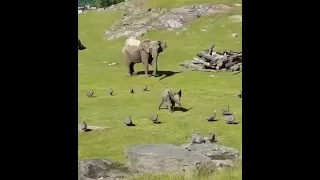 Довольно возбужденный слоненок гоняется за птицами.  ♥️🐘