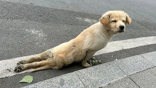 Straydog was hit by a car and its hind legs broken,struggled to crawl towards passersby seeking help