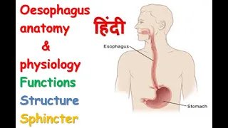 Oesophagus anatomy & physiology in hindi || functions || structure || spinchcer