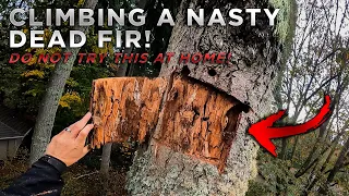 Climbing a Super Dead and Dangerous Fir Tree!