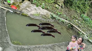 Build a small stream into a pond, release fish, farm in the forest | Mã Tuệ Thoa