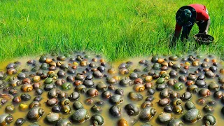 Season Catching Field Snail From Under Water In the grass 2021 Season Browse Crab Snail by Hand