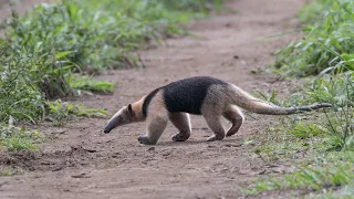 Costa Rica adventure 2016 - Arenal, Monteverde & Corcovado