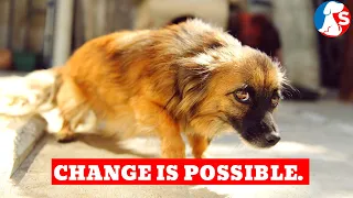 How To Help An Abused Dog To Change Its Behaviour