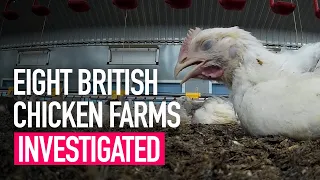 Investigation: Eight British Chicken Farms | Animal Equality UK