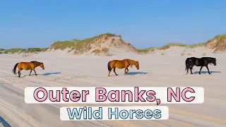 Looking for Wild Horses in the OUTER BANKS, North Carolina!