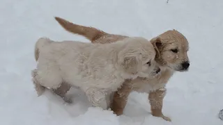 Щенки Голдена Ретривера(Golden Retriever)