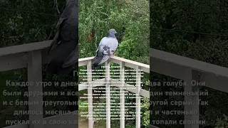 Голубь плачет