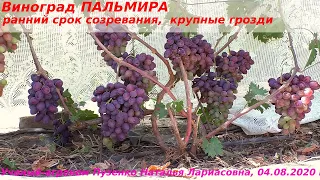 Виноград ПАЛЬМИРА или НЕВЕСТА ПУСТЫНИ  - крупная вкусняшка раннего срока созревания (Пузенко Н.Л.)