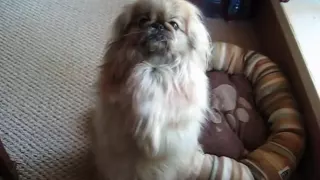 Honey the Pekingese Dog Begging for Watermelon