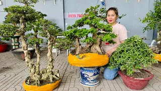 An bonsai 26/5 #0939700449 chào bán nhiều loại cây bonsai như Sam Nguyệt Mai Tùng Me Thị Ổi