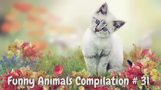 Funny Animals 2023 Funny Cats and Dogs Compilation 31