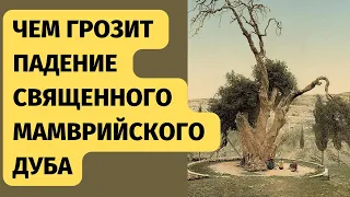 Падение священного Мамврийского дуба – грозное предзнаменование или повод для радости