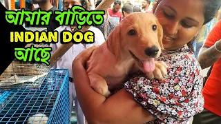 Galiff Street Pet Market Kolkata | dog market in kolkata | pet planet | dog market in kolkata price