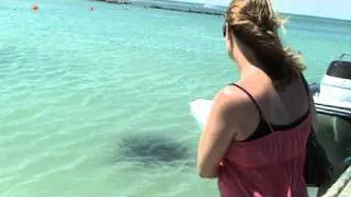 Parrie, Struisbaai's giant stingray