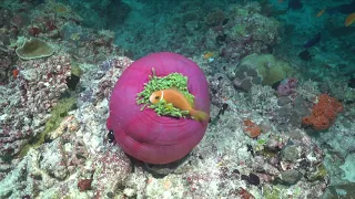 Мальдивы | симбиоз актиния и рыба клоун