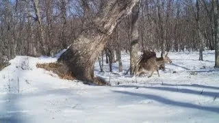 Golden eagle attacks and kills deer