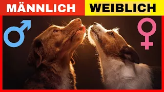 Überraschende Unterschiede: Männliche VS Weibliche Hunde